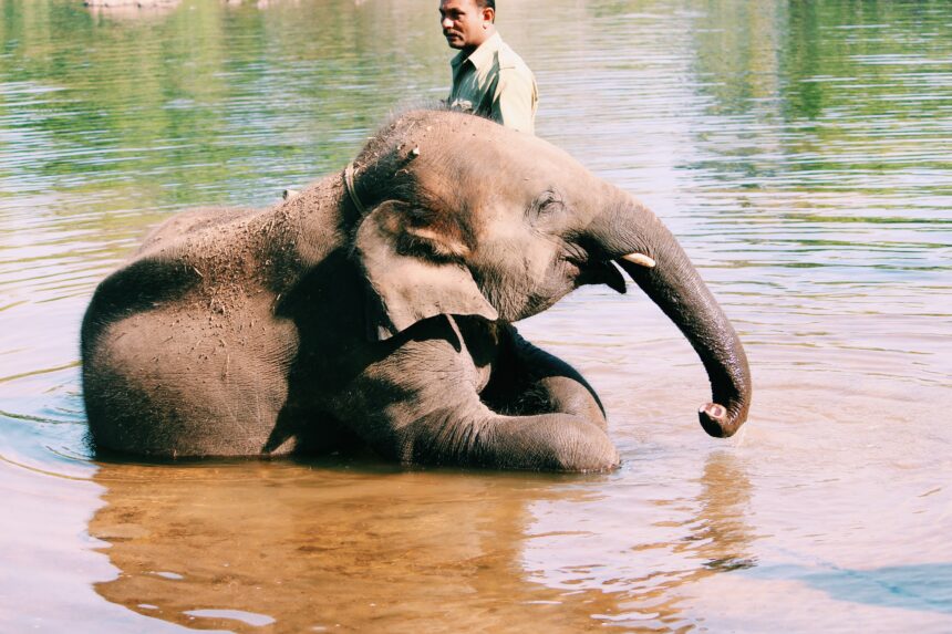 スリランカのゾウの写真